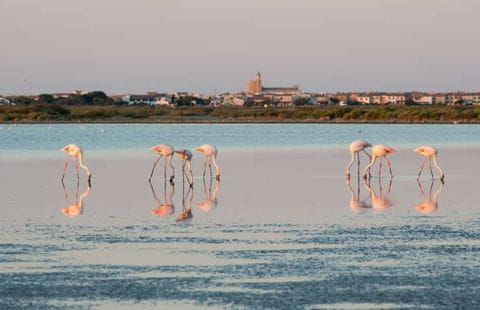 Arles et la Camargue