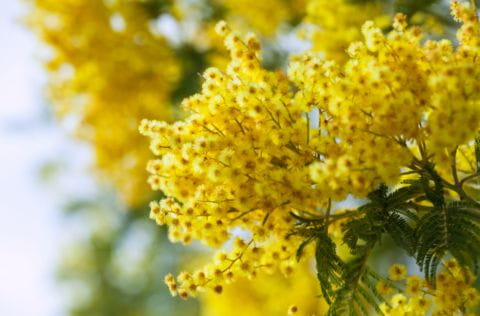 Partez à la découverte des mimosas en fleurs