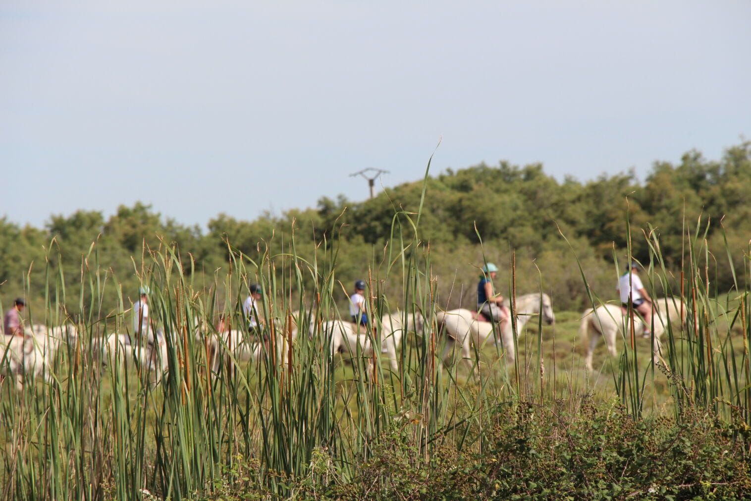 Team building Camargue nature – guide complet 2026