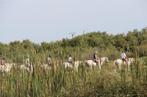 Team building Camargue nature – guide complet 2026